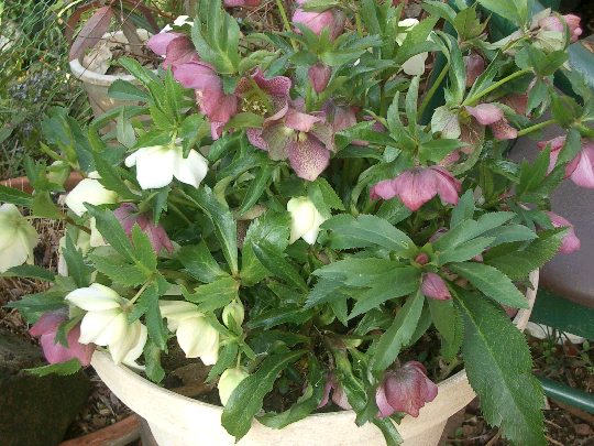 c0086221_18434595.jpg