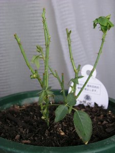 b0031925_930580.jpg