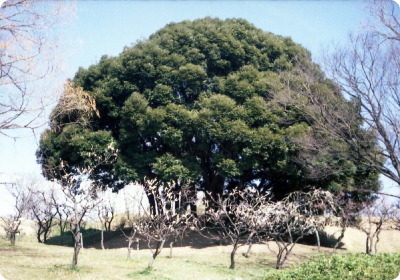 d0018865_21322273.jpg