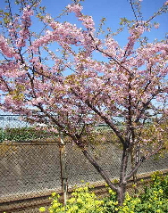 c0008598_104930.jpg
