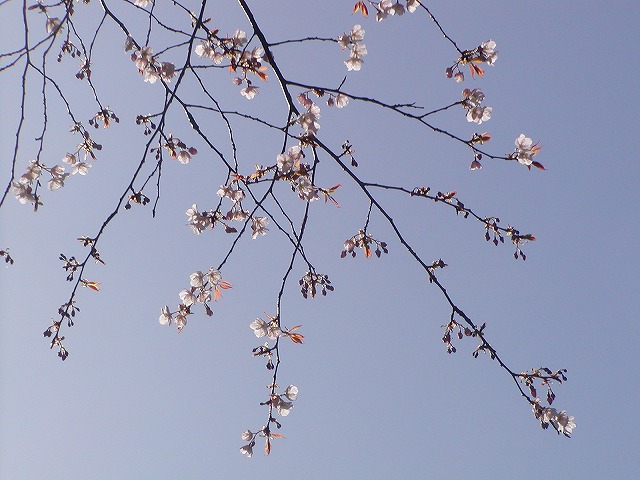 d0037110_13251110.jpg