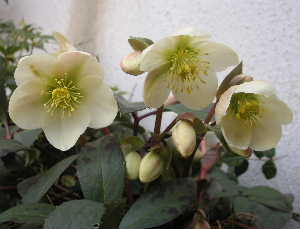 f0073239_17241993.jpg
