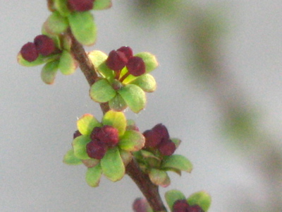 d0050472_1914931.jpg