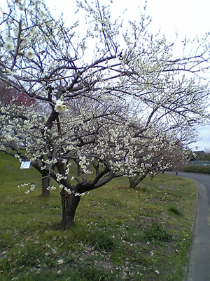 f0110391_1571860.jpg