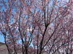 f0014009_2453933.jpg