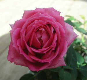 f0073239_1355397.jpg