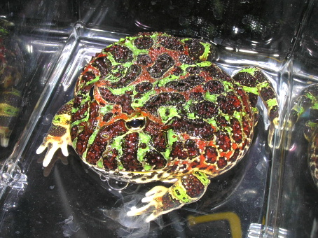 e0099576_14204753.jpg