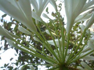 e0116383_131512.jpg