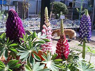 e0026017_0595025.jpg