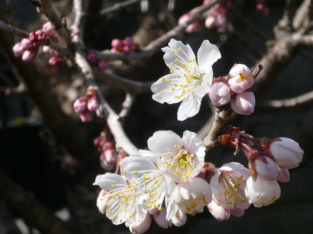 e0026017_1215.jpg