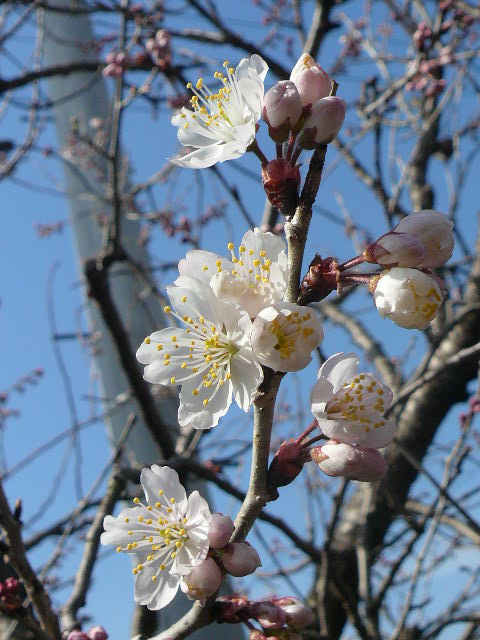 e0026017_122157.jpg