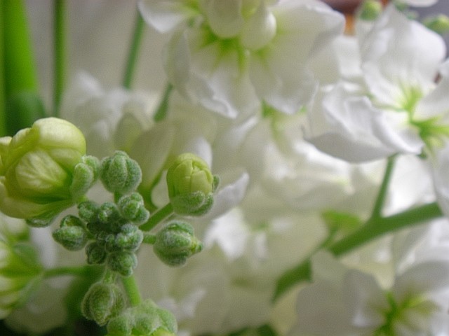 c0003723_1347233.jpg