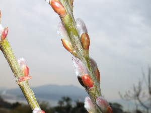 a0054240_11241847.jpg