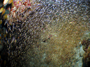 d0065247_2152162.jpg
