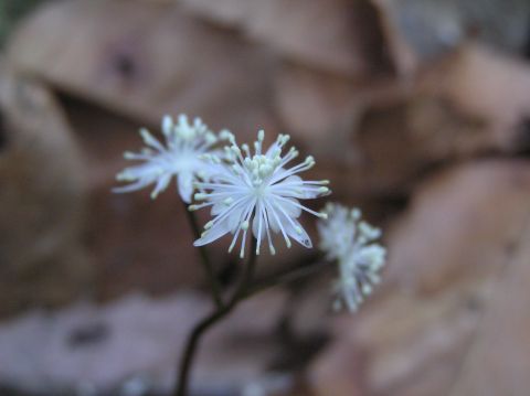 c0042869_16311889.jpg