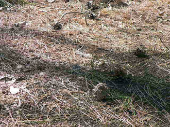 f0086169_8314532.jpg