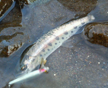 f0092492_17321892.jpg