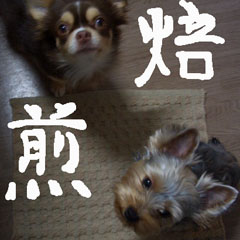 c0036617_2081789.jpg