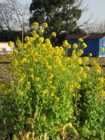 f0028125_1135895.jpg
