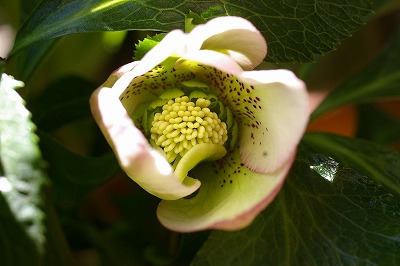 c0093830_824412.jpg