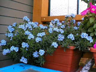 f0073239_1794283.jpg