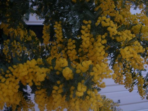 c0074444_2173941.jpg