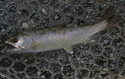 f0073059_0105460.jpg
