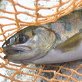 a0030168_11375735.jpg