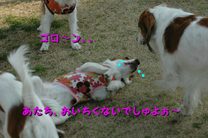 c0075585_1185356.jpg