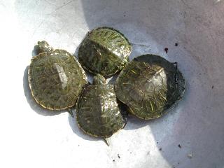 f0081594_11321668.jpg