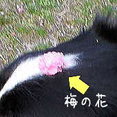 f0082396_12462475.jpg