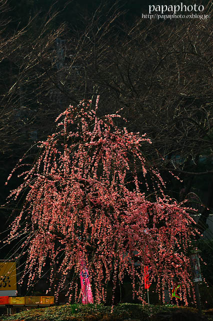 f0041908_23554537.jpg