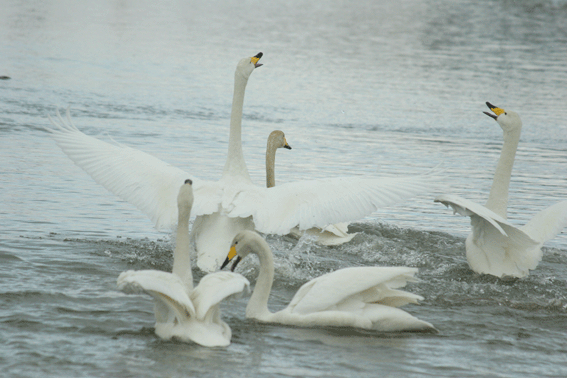 d0069235_23254053.gif
