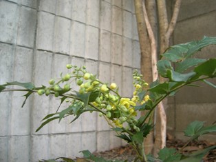a0091666_23253133.jpg