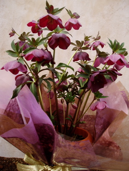 f0052869_11303990.jpg