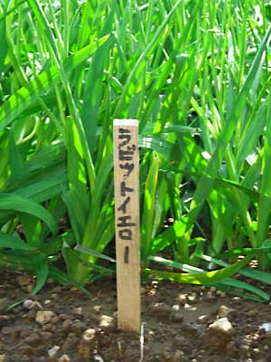 e0097770_23181118.jpg