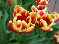 b0004675_17155317.jpg