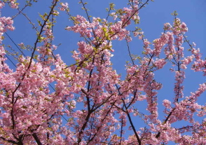 c0008598_8424071.jpg