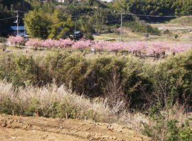 c0008598_844911.jpg