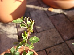 f0054421_872146.jpg