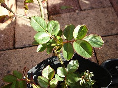 f0054421_875459.jpg