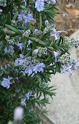 c0109235_16203592.jpg