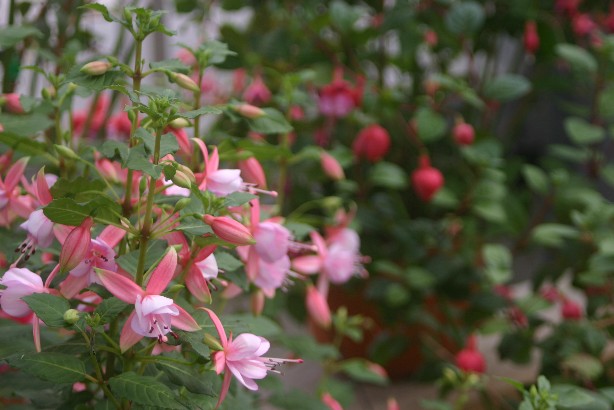e0083238_237747.jpg