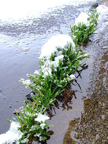 e0006242_1103243.jpg
