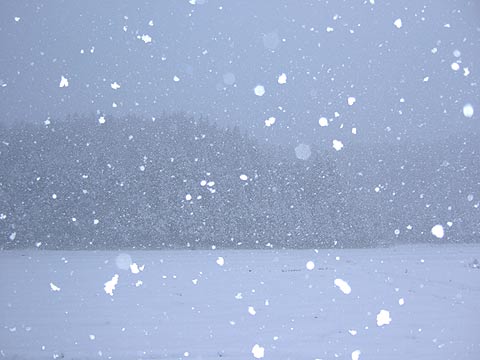 e0006242_1104021.jpg
