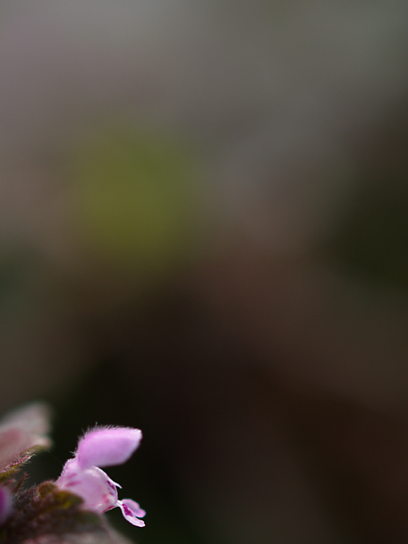 b0071106_22325539.jpg