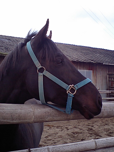 a0077663_1852450.jpg