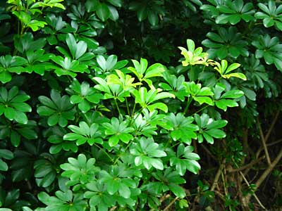 e0097770_22402833.jpg