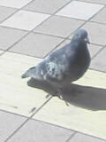 e0000377_12491946.jpg