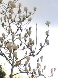 f0100480_21231390.jpg